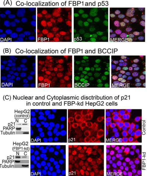 FIG 9 Colocalization of FBP1-p53 and FBP1-BCCIP and cellular distributionof p21 in control and FBP1-kd cells