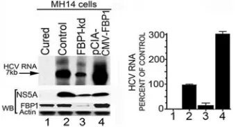 FIG 1 FBP1 is speciﬁcally overexpressed in human HCC tumors with CHC background. (A) Immunohistochemistry was done on archived HCC tumors; sevenhad a history of chronic hepatitis (Hep) C, three had the alcoholic background, and two were cryptogenic