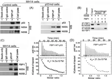 FIG 3 FBP1 physically interacts with p53 and HCV proteins NS5B and NS5A. (A) FBP1 IP was done on RNase-treated lysates from control MH14 cells (left) orp53-kd MH14 cells (right) and Western blotted for p53, NS5A, and NS5B