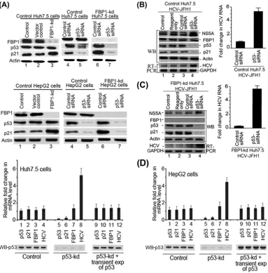 FIG 4 Downregulation of p53 and FBP1 have opposite effects on p21 expression and HCV replication