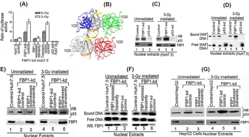 FIG 5 Transactivation activity and DNA binding ability of mutant p53the nuclear extract from FBP1-kd Huh7.5 cells