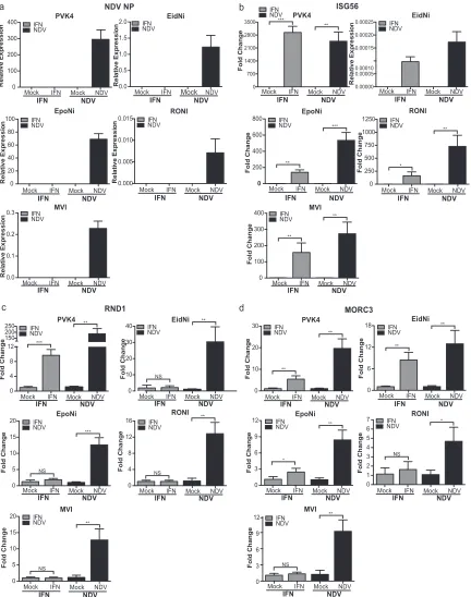 FIG 6 Regulation of RND1 and MORC3 in cell lines from different bat species. qRT-PCR analysis for NDV-NP (a), ISG56 (b), RND1 (c), and MORC3 (d) inPVK4, EidNi/41.2, EpoNi/22.1, RoNi/7.3, and MVI cells treated with IFN (2,000 U/ml) or infected with NDV (MOI