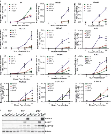 FIG 8 Recombinant NDVs expressing NiV IFN antagonists block the innate immune response in PVK4 cells