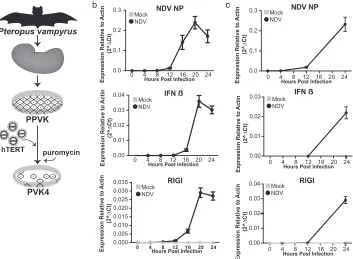 FIG 1 Formation and characterization ofhuman telomerase using a Moloney murine leukemia virus system, creating the cell line PVK4