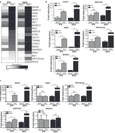 FIG 5 Regulation of gene expression in PVK4 cells (a and b) and A549 cells (c) treated with IFN or infected with NDV at an MOI of 2 for 24 h