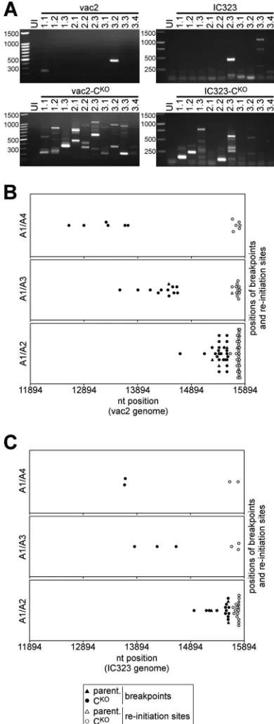 Fig. 2A, top right) recombinant MV. In addition, we also isolated