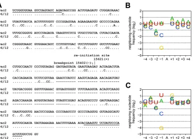 TABLE 3 ADAR1-mediated hypermutations in DI-RNA clones