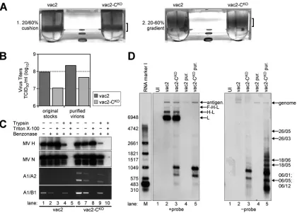 FIG 4 Analysis of nucleic acids in vac2- and vac2-Care indicated on the right side of the left panel