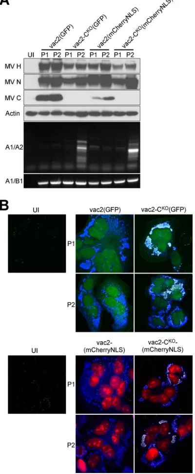 Fig. 4D). Similarly sized RNAs were also detected, but in greaterKO 