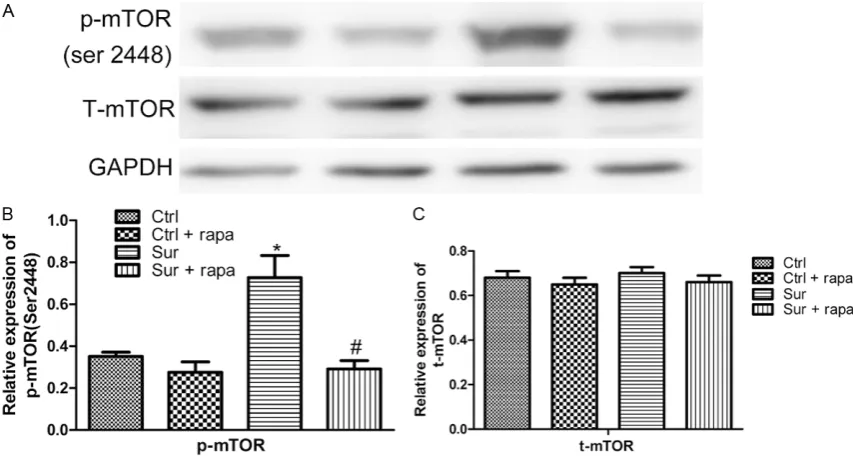 Figure 3. Effect of mTOR inhibitor rapamycin on the expression of LC3B pro-tein in hippocampus