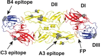 FIG 1 Ribbon diagram of the soluble E protein dimer of TBE virus (ProteinData Bank [PDB] code 1SVB; top view) with the location of epitopes of MAbsused in this study