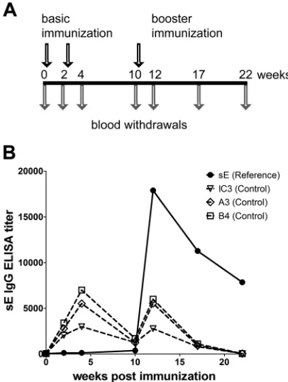 FIG 2 Immunization schedule, antibody response induced by sE alone (ref-erence group), and detection of passively administered MAbs (controlgroups)