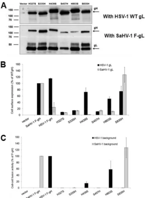 FIG 5 Expression and fusion activity of HSV-1 and SaHV-1 gH chimeras. (A)Total protein expression measured by Western blotting of cell lysates.CHO-K1 cells were transfected with plasmids encoding FLAG-tagged gH chi-meras and either wild-type (WT) HSV-1 gL 