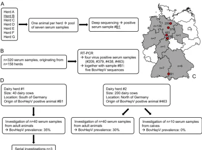 FIG 1 Summary of bovine serum samples taken during the study. (A) Pooling of serum samples and subsequent high-throughput sequencing led to theidentiﬁcation of bovine hepacivirus B1