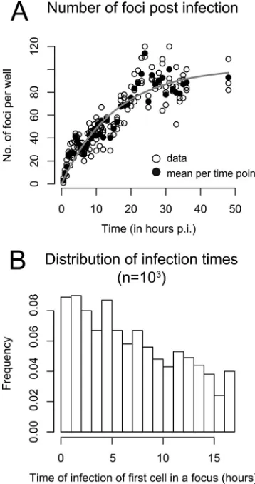 FIG 2 Time of infection of the ﬁrst cell in a focus. (A) Analysis of the experi-