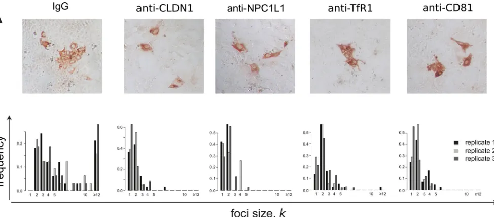 FIG 4 Blocking different cellular HCV entry factors exhibits differential effects on HCV focus expansion