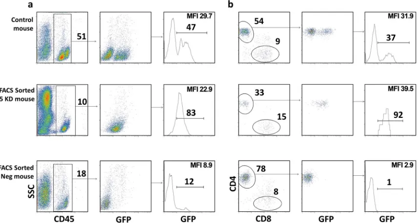 TABLE 1 Mice used in this study
