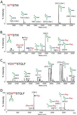 FIG 3 Glycans present at the Asn392 and Asn386 glycosylation sites. gp120 was digested with chymotrypsin (Promega) before RP-HPLC and MALDI analysis.abundances (corresponded to the protonated masses
