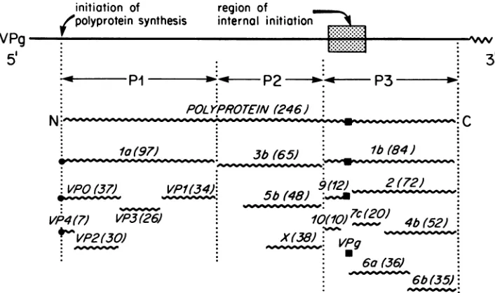 FIG.1.dividedindicateprotein,rentheseswhich Genomic organization of poliovirus (17). The solid line represents the genome RNA, which has a 5'-terminal covalently linked VPg, and 3'-terminal polyadenylate tract