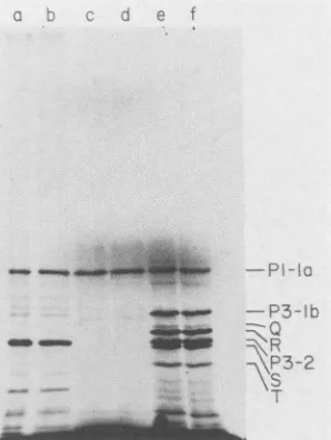 FIG. 2.diogramweightcellsproteinscaltreatedmentedowingNote Polyacrylamide gel electrophoresis of high-molecular- poliovirus-specific proteins synthesized in vitro