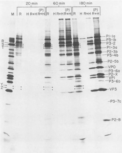 FIG. 6.cyteabsencethecalfrabbitofHEPES-KOHconditionsLaboratories.ml,nuclease-treated,paredwithtranslationinfected(4,aberrantoftioninfectedexceptproteinlanesml,reactionrabbitliovirus-infectedbefore 19 poliovirion Poliovirus polypeptides synthesized in rabbi