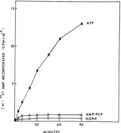 FIG. 5.differentnine-labeledtion;afterofreaction,minRNasetiondirectlyreaction,min;boilingfollowingLanereactionrectlyaddingcarriedandsynthesisReactionssized, synthesis, Immunoprecipitation by anti-VPg of in vitro synthe- [cs-32P]UMP-labeled material at earl