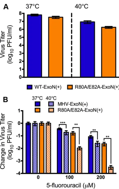FIG 7 Virus sensitivity to 5-FU treatment at elevated temperature. (A) Virustiters following replication at an MOI of 0.01 PFU/cell at either 37°C or 40°C inthe absence of 5-FU are shown