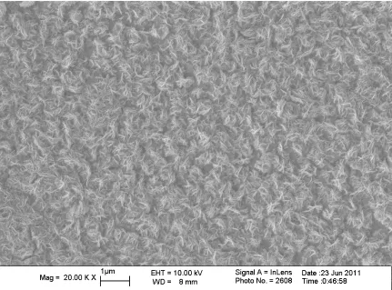 Figure 3.2. SEM image of nanostructured WO3 platelets arrays formed after anodization 