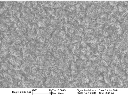 Figure 3.3. SEM image of nanostructured WO3 platelets arrays formed after anodization 