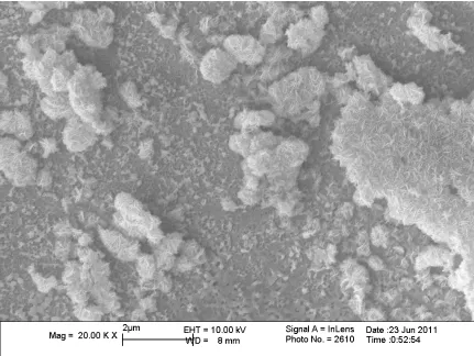 Figure 3.4. SEM image of nanostructured WO3 platelets arrays formed after anodization 
