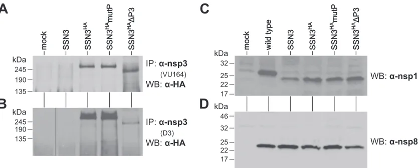 FIG 7 Protein expression by SSN3-related mutants. Infected cell lysates were prepared at the peak of infection with each virus and thus do not represent aquantitative kinetic comparison of protein production