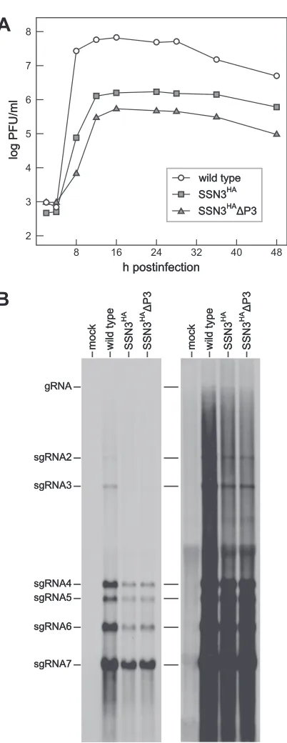 FIG 8 Growth and RNA synthesis by replicase-transcriptase mutants. (A)HAHA