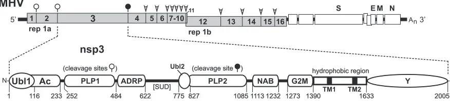 FIG 1 Modular composition of MHV nsp3. The upper schematic shows the MHV genome with numbered sections of the replicase-transcriptase polyproteingene (rep 1a and rep 1b) representing the processed protein products nsp1 through nsp16