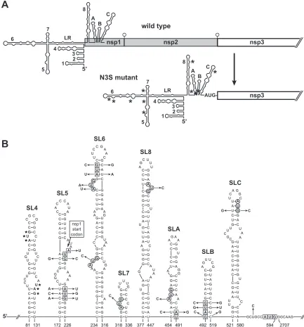 FIG 2 Strategy for construction of the nsp3-start (N3S) mutant. (A) Schematics of the genomic 5through 2706