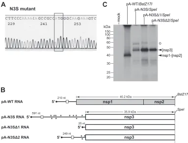 FIG 3 Conﬁrmation of the N3S mutant. (A) Segment of sequence of an RT-PCR product from total RNA puriﬁed from N3S-infected cells