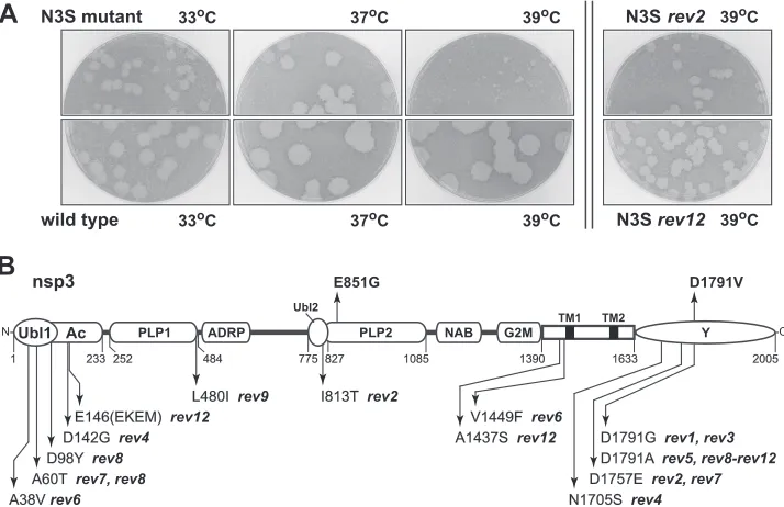 FIG 4 Revertants of the N3S mutant. (A) Plaques of the N3S mutant compared with those of isogenic wild-type virus at 33°C, 37°C, or 39°C, and plaques of tworepresentative revertants of N3S at 39°C