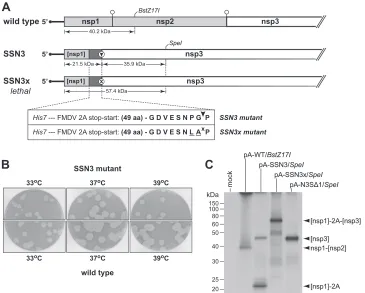 FIG 5 Construction and characterization of the stop-start-nsp3 (SSN3) mutant. (A) Schematics of the genomic 5pA-SSN3/SpeI mRNA, except that it has a methionine instead of a proline at the amino terminus