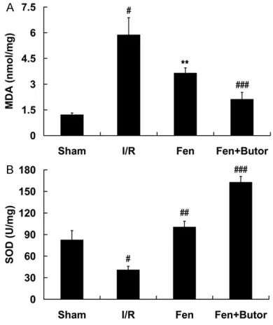 Figure 1. Combined effects of fentanyl (Fen) and butorphanol (Butor) on myocardial infarct size after myocardial I/R injury