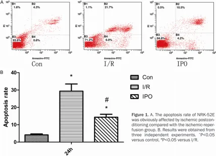 Figure 1. A. The apoptosis rate of NRK-52E was obviously affected by ischemic postcon-