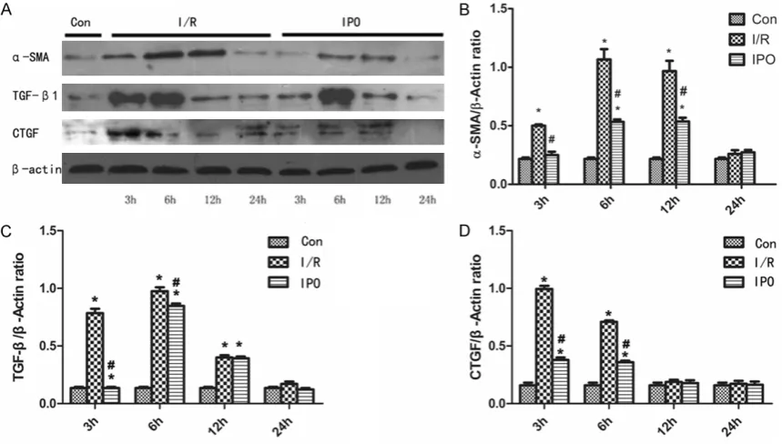Figure 2. Effect of postconditioning on ischemia/reperfusion induced apoptosis of NRK-52E cells with Hoechst 33342 staining