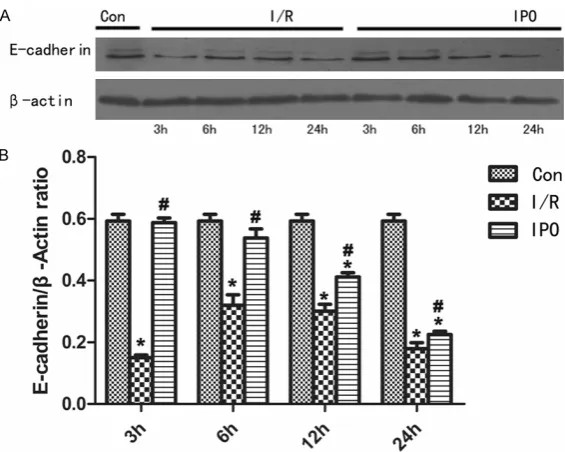 Figure 4. The IPO promotes protective effects on NRK-52E cells and the ex-pression levels of E-cadherin in the three groups (*P<0.05 versus control, #P<0.05 versus I/R