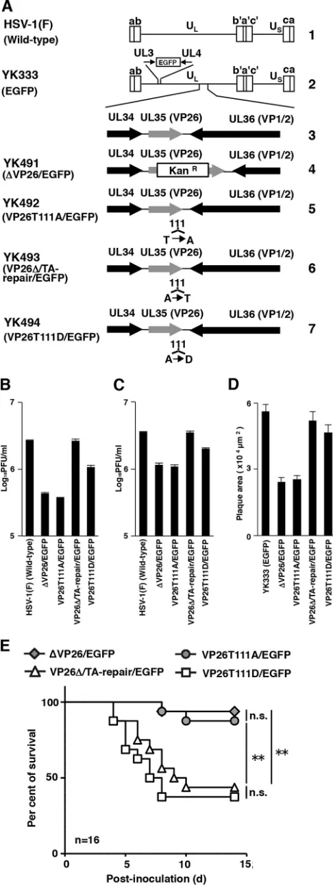 FIG 1 (A) Schematic diagrams of the genome structure of the wild-type andrecombinant HSV-1 viruses used in this study