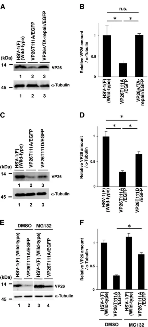 FIG 2 Effects of the mutations in VP26 on its expression in SK-N-SH cells. (Aand C) SK-N-SH cells infected with each of the indicated viruses at an MOI of5 were harvested 24 h postinfection and analyzed by immunoblotting with anantibody to VP26 or �-tubuli