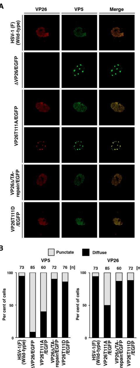 FIG 3 Effects of mutations in VP26 on the subcellular localization of VP26and VP5 in SK-N-SH cells