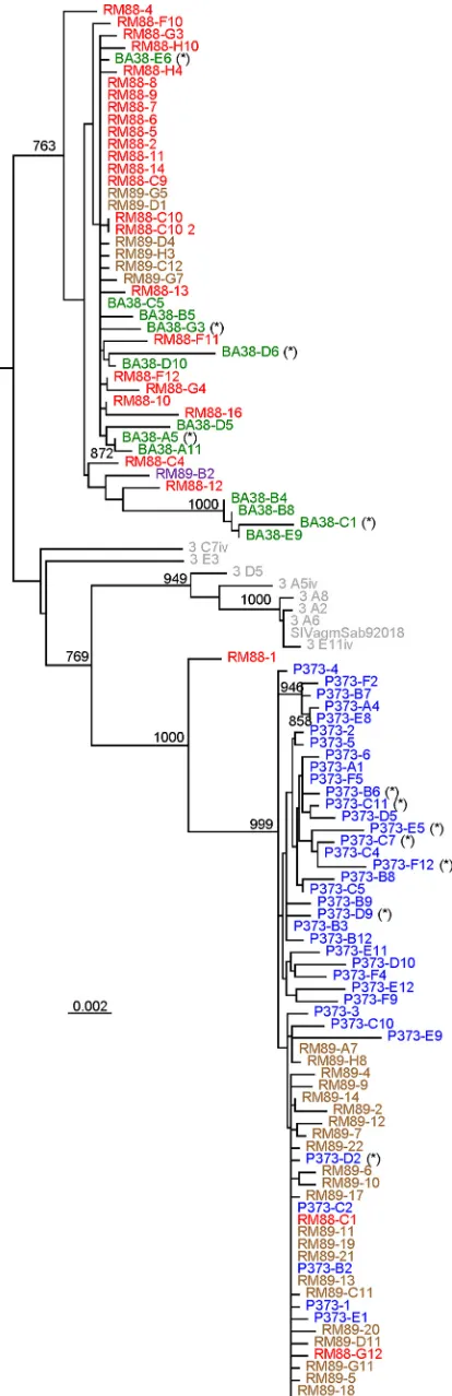 FIG 3 Phylogenetic evolutionary relationships of the plasma SIV strains (sequences) from CD8-depleted RMs and from naive RMs that received pooledplasma containing the rebounding virus