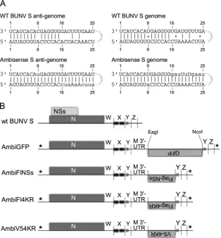 FIG 1 Design of ambisense constructs. (A) Schematic of the wild-type BUNV panhandle in genome and antigenome sense, and the ambisense panhandle aspublished by Barr et al