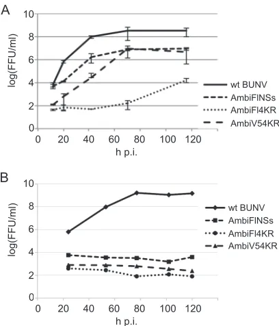 FIG 4 Growth phenotypes of the NSs-expressing ambisense viruses. (A)Growth curves in BHK-21 cells comparing wt BUNV and the three ambisenseNSs expressing viruses