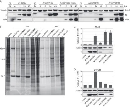 FIG 6 Functional expression of NSs. (A) Western blot analysis of lysates from BHK-21 cells infected at an MOI of 1 with wt BUNV, AmbiFlNSs (in the absencecysteine-methionine