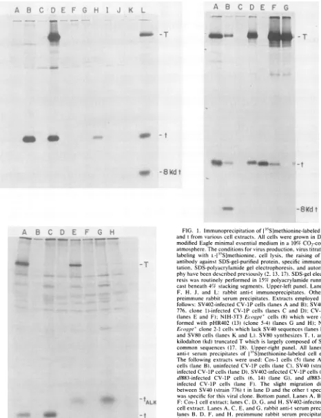 FIG.1.atmosphere.andantibodycastfollows:tation,modifiedlabeling776,formedEcogpt'phyresis(lanesanti-tThepreimmunecommonandd/883-infectedcellsF,kilodaltoninfectedinfectedcellbetweenwaslanesSDS-elutedmMF:resis,reduced H