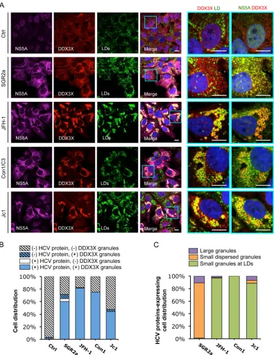 FIG 6 HCV NS5A protein colocalizes with DDX3X and LDs. Huh-7.5.1 cells were transfected with in vitro-transcribed EGFP control RNA (Ctrl), subgenomicreplicon RNA of HCV genotype 2a (SGR2a), genomic-length JFH-1, Con1/C3, or Jc1 chimeric RNA for 48 h